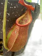 Nepenthes thorelii x trusmadiensis 2